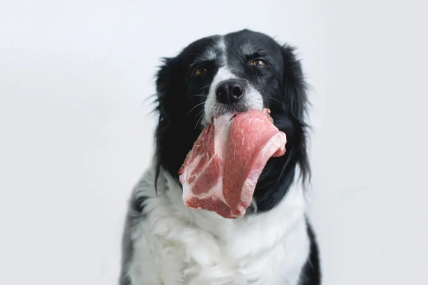 Pourquoi faut-il éviter de donner de la viande cuite à votre chien ?