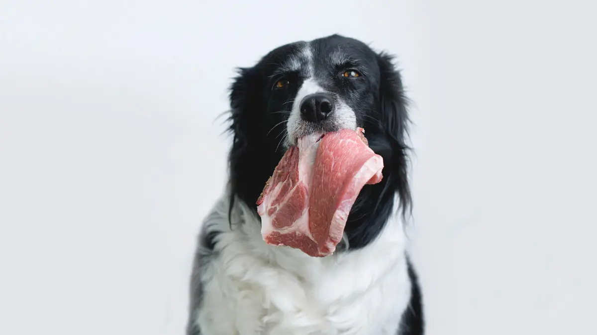 Pourquoi faut-il éviter de donner de la viande cuite à votre chien ?