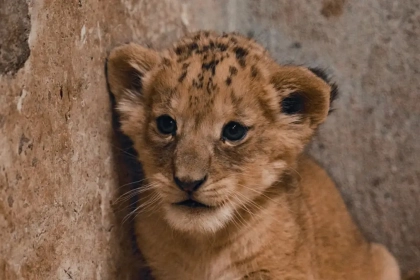 Une naissance d&rsquo;un lionceau incroyable et inattendu à Pairi Daiza, à admirer dès maintenant !
