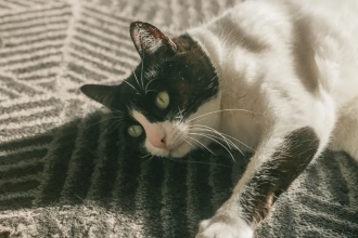 Mon chat tousse comme s&rsquo;il s&rsquo;étouffait : comment l&rsquo;aider ?