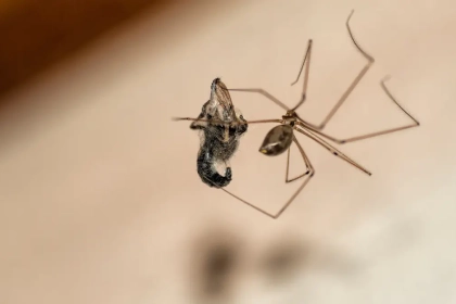 Pourquoi ai-je constamment de petites araignées sur mon plafond ?