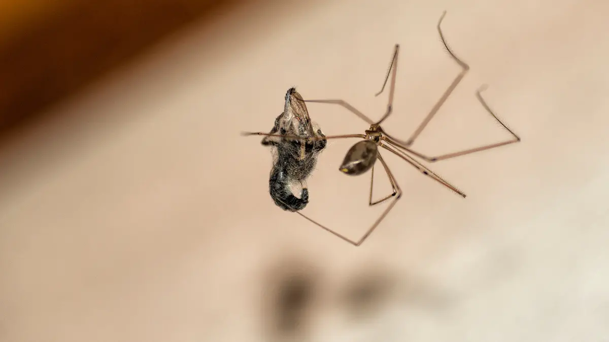 Pourquoi ai-je constamment de petites araignées sur mon plafond ? Pourquoi ai-je constamment de petites araignées sur mon plafond ?