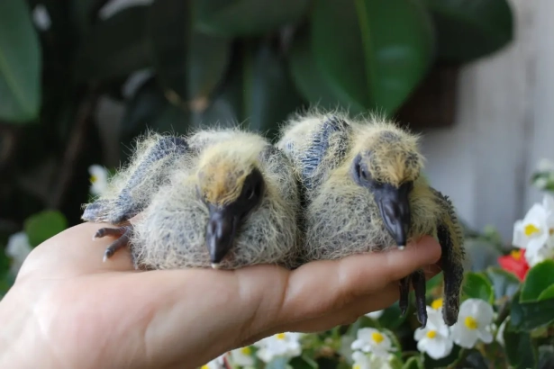 Pourquoi ne voit-on jamais de bébés pigeons ?