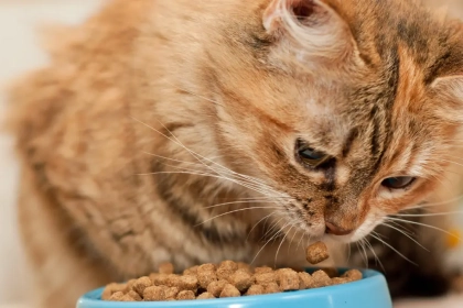 Qu&rsquo;est-ce que la calicivirose du chat ? (Symptomes et Traitement)