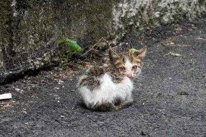 Comment puis-je attraper un chat qui ne se laisse pas faire ?