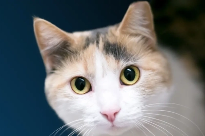 Que signifie une oreille coupée sur un chat ?