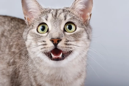 Pourquoi mon chat n&rsquo;arrive plus à miauler ? Que faire dans cette situation ?