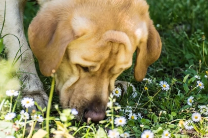 Mon chien mange ses excréments : pourquoi ce comportement ?