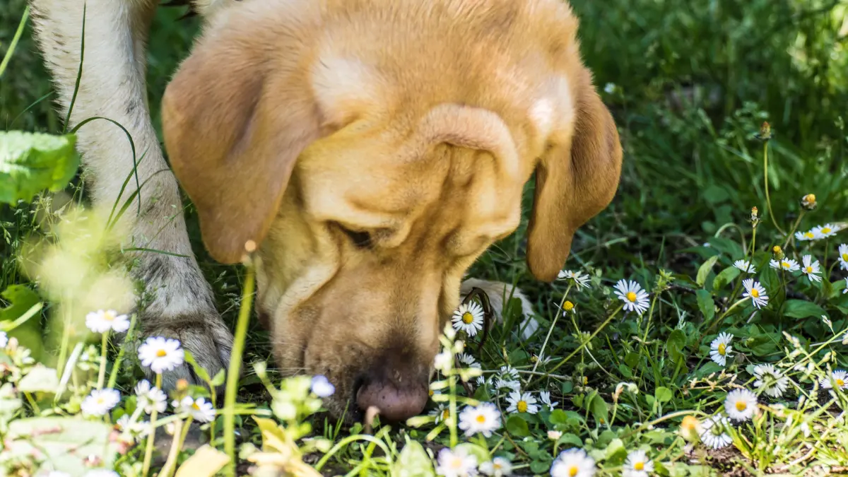 Mon chien mange ses excréments : pourquoi ce comportement ?