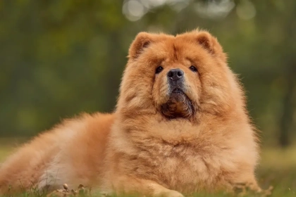 5 races de chiens qui ressemblent à des ours !