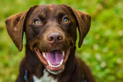 Un chien stérilisé peut-il encore avoir des érections ?