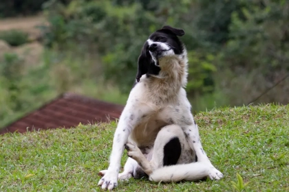 Pourquoi mon se chien gratte-t-il le ventre : les raisons insoupçonnées !