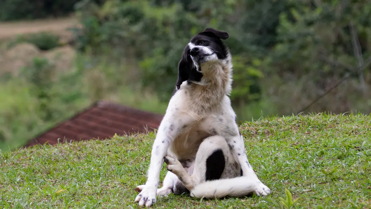 Pourquoi mon se chien gratte-t-il le ventre : les raisons insoupçonnées !