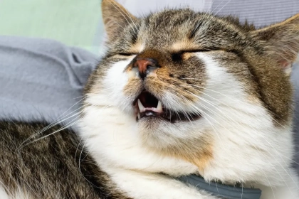 Qu&rsquo;est-ce que le corysa du chat ? (Symptomes et Traitement)