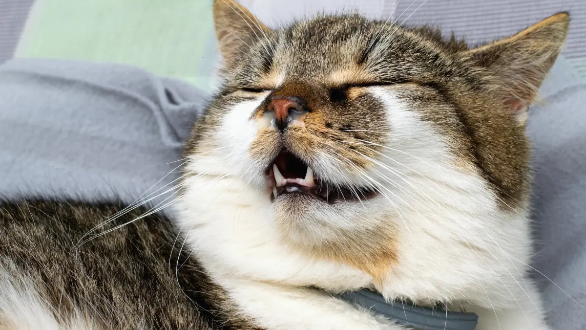 Qu&rsquo;est-ce que le corysa du chat ? (Symptomes et Traitement)