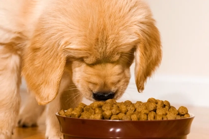 Quelles sont les croquettes à éviter absolument pour un chien ?