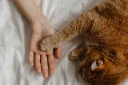 Pourquoi mon chat me pétrit-il avec ses pattes ?