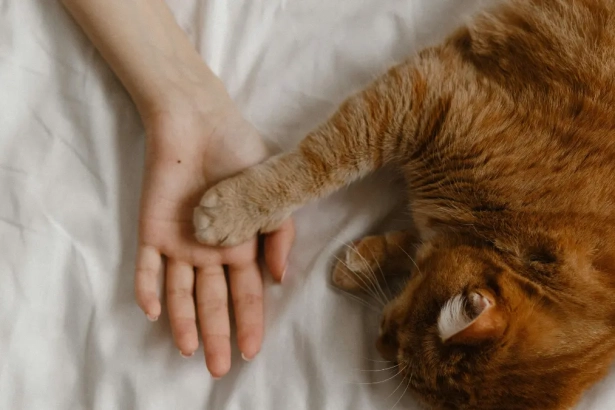 Pourquoi mon chat me pétrit-il avec ses pattes ?