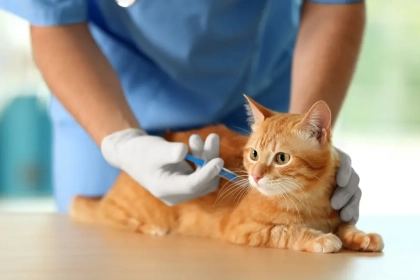 Quelles sont les maladies du chat ?