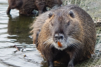 La morsure d&rsquo;un rat gondin est-elle dangereuse pour un chien ?