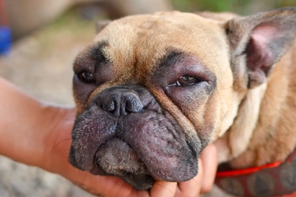 Pourquoi mon chien a le museau gonflé d&rsquo;un côté ?