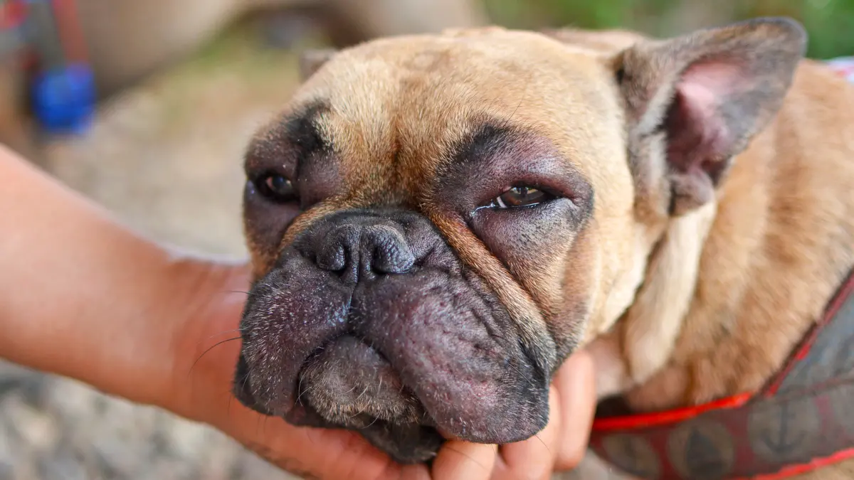 Pourquoi mon chien a le museau gonflé d’un côté ? Pourquoi mon chien a le museau gonflé d’un côté ?