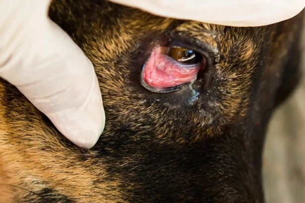 Comment nettoyer les yeux de votre chien avec du serum physiologique ?