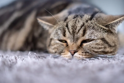 Qu’est-ce que la Péritonite Infectieuse Féline (PIF) ? (Symptomes et traitement)