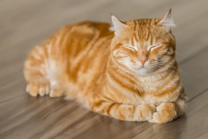 Qu’est-ce que le SIDA félin (FIV) ? (Symptomes et traitement)