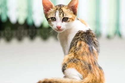 Qu&rsquo;est-ce que le typhus félin ? (Symptomes et traitement)