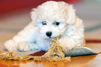 Ce petit chien calme et intelligent recommandé par les vétérinaires est parfait pour la vie en appartement !
