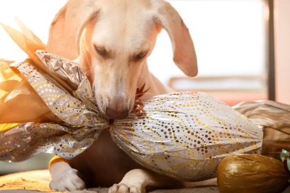 Pourquoi le chocolat de Pâques peut être fatal pour votre chien ?