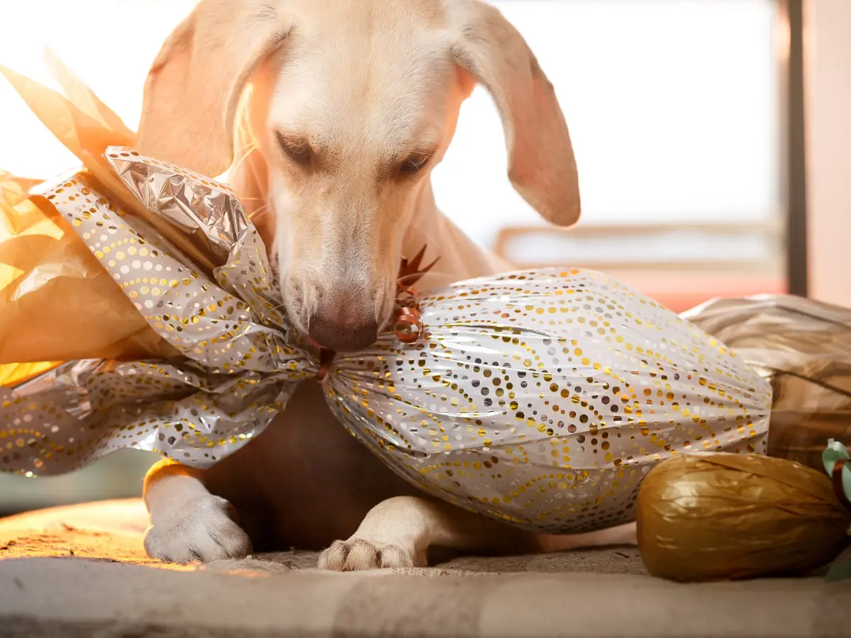Pourquoi le chocolat de Pâques peut être fatal pour votre chien ?
