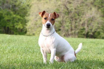 Vous cherchez un chien qui vous accompagnera toute une vie ? Voici les races à la plus grande longévité !