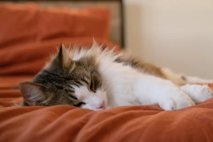 Quels sont les avantages insoupçonné de dormir avec un chat ?