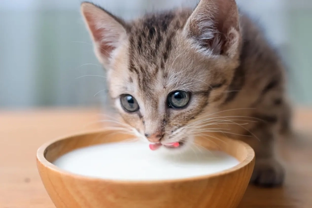 Les chats doivent-ils boire du lait toute leur vie ?