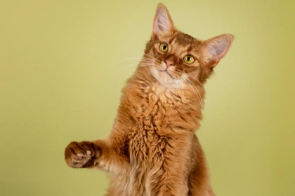 Le chat peut-il vraiment oublier son maître après une longue absence ? Ce que révèle la science