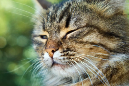 Faut-il s&rsquo;inquiéter si votre chat plisse souvent les yeux ?