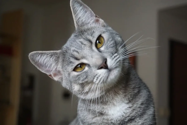 Les experts vétérinaires révèlent comment s’adresser à un chat pour qu’il vous comprenne vraiment