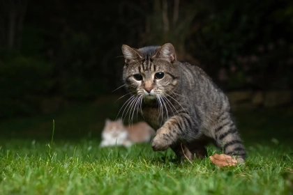 Que faire pour éviter que votre chat ne vous réveille la nuit ?