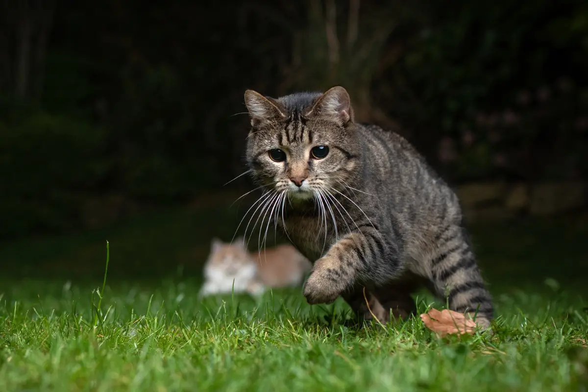Que faire pour éviter que votre chat ne vous réveille la nuit ?
