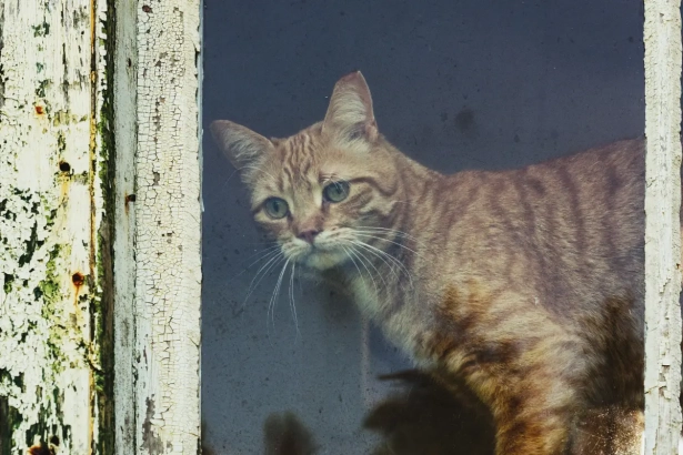 Est-ce qu&rsquo;un chat ressent l&rsquo;absence de son maître ?