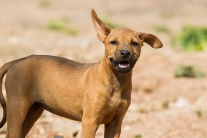 Comportement canin : que cherche vraiment un chien errant lorsqu’il vous prend en filature ?