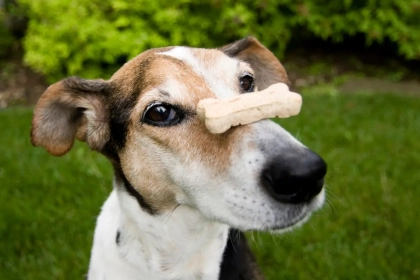 5 idées de jeux d’intelligence avec des friandises pour chien