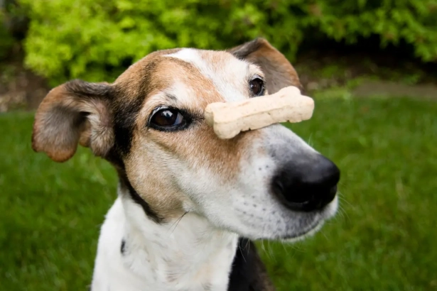 5 idées de jeux d’intelligence avec des friandises pour chien