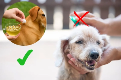 Les pipettes pour chiens, c&rsquo;est fini : le remède maison qui élimine les tiques rapidement et de manière 100% naturelle.