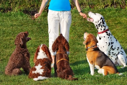 Ce que votre chien comprend vraiment : une étude révèle l’étendue de son vocabulaire