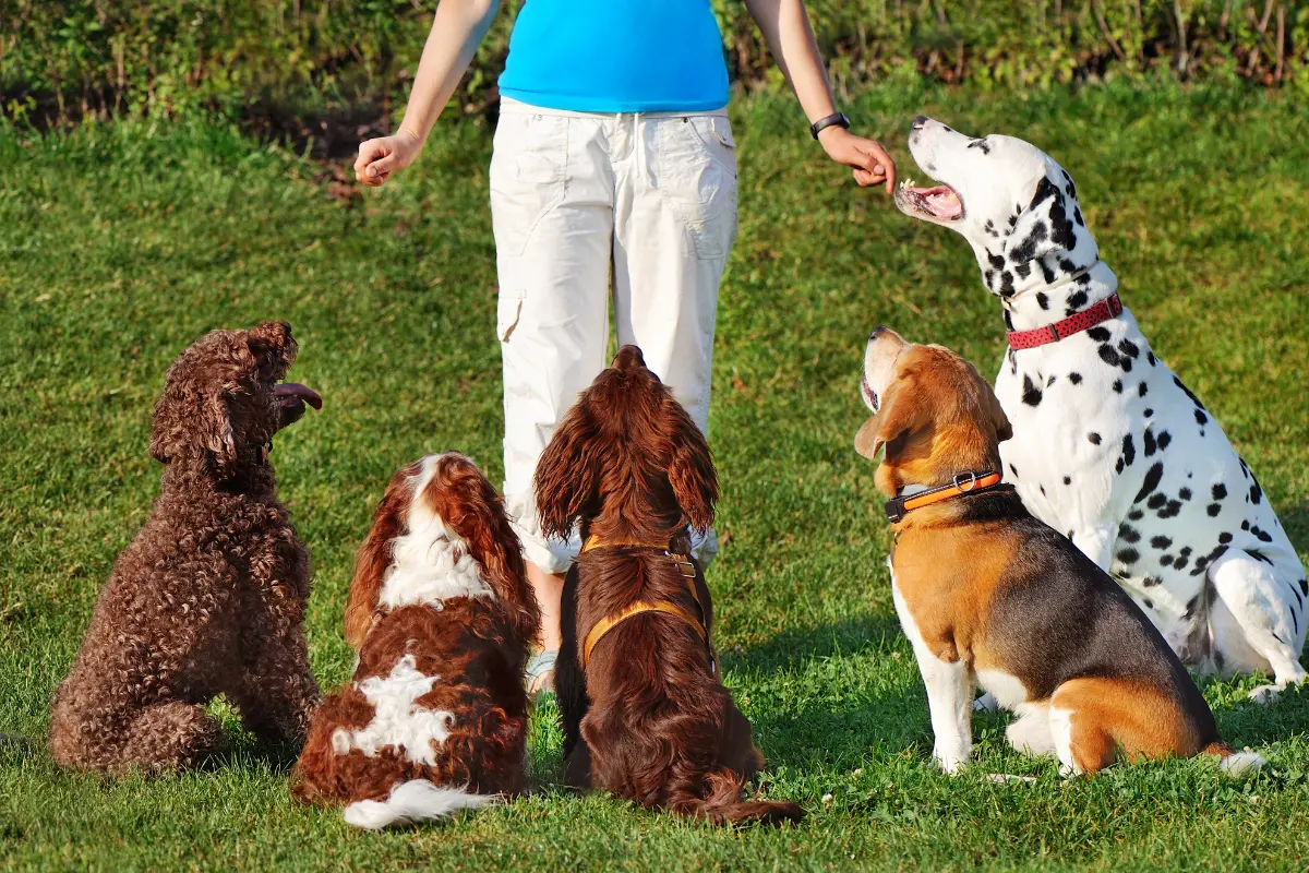 Ce que votre chien comprend vraiment : une étude révèle l’étendue de son vocabulaire