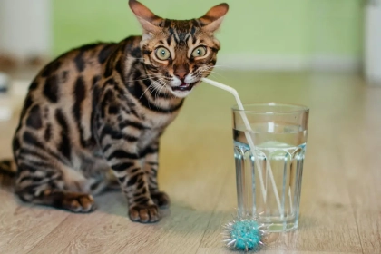 À quelle fréquence faut-il changer l&rsquo;eau de son chat ? Les vétérinaires dévoilent la règle d&rsquo;or !