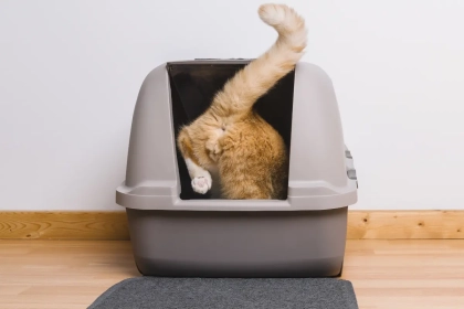 Votre chat mérite mieux : où placer correctement sa litière selon les professionnels du comportement animal !
